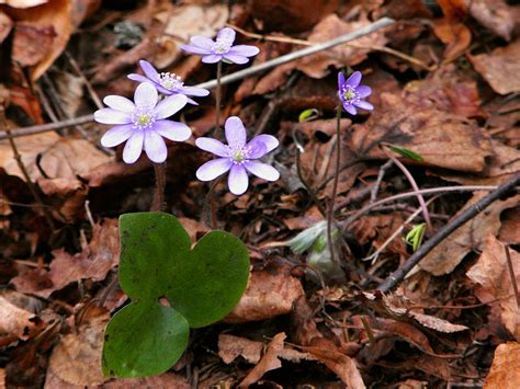 PRZYLASZCZKA POSPOLITA TROJANEK HEPATICA NOBILIS SYN HEPATICA