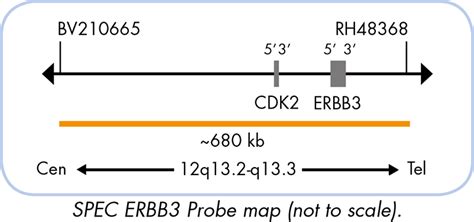 Genebio ERBB3 CEN 12 Dual Color Probe Genebiosolution