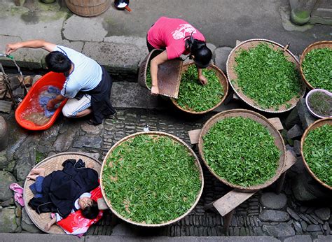 第十届中国茶商大会松阳银猴茶叶节 松阳新闻网