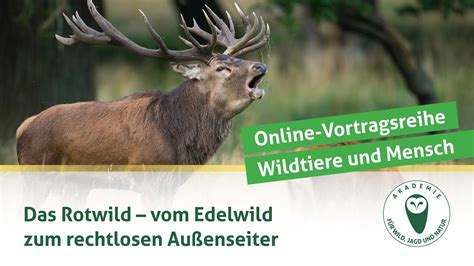 Djv Online Vortragsreihe Wildtiere Und Mensch Rotwild Edelwild