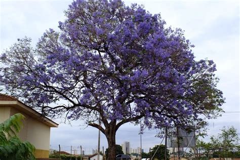 Jacarandá carobinha para que serve e como fazer o chá Tua Saúde