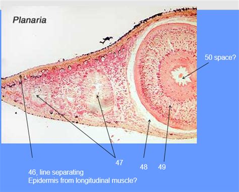 Cross Section Of A Planarian Diagram Quizlet