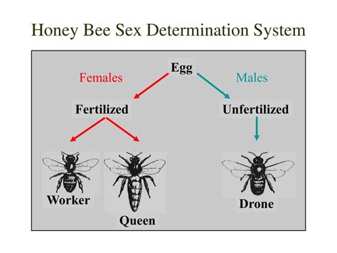 Ppt Honey Bee Biology The Basis For Colony Management Powerpoint