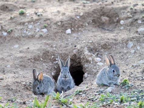 Understanding Rabbit Behavior