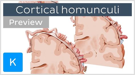 Motor And Sensory Cortical Homunculus Preview Human Neuroanatomy