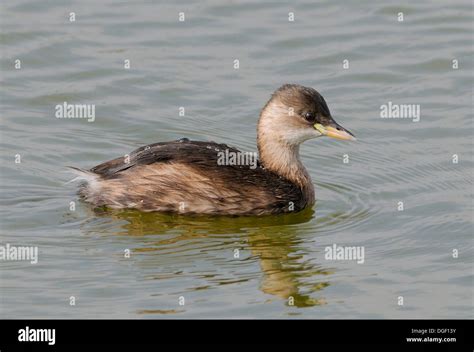 Little Grebe (Tachybaptus ruficollis), Dabchick, in winter plumage ...