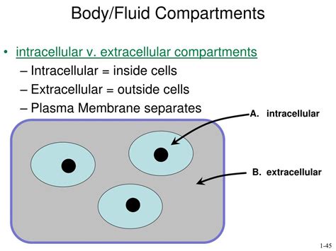 Ppt Cell Structure And Function Part 1 Cell Intro And The Plasma