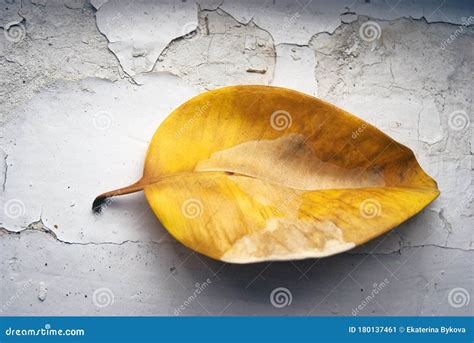 Hoja Amarilla De La Planta De Ficus En La Superficie De Masa Blanca