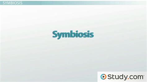 Symbiosis Definition Types And Examples Lesson