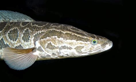 Snakehead Ocean Treasures Memorial Library