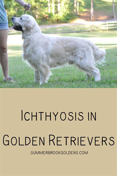 Ichthyosis In Golden Retrievers Ichthyosis English Golden Retrievers Golden Retriever Breeder