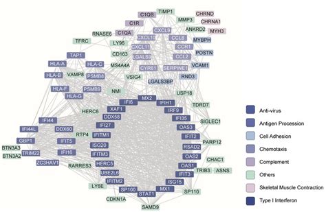 Protein Protein Interaction Network From Degs In Dm Muscle Dataset