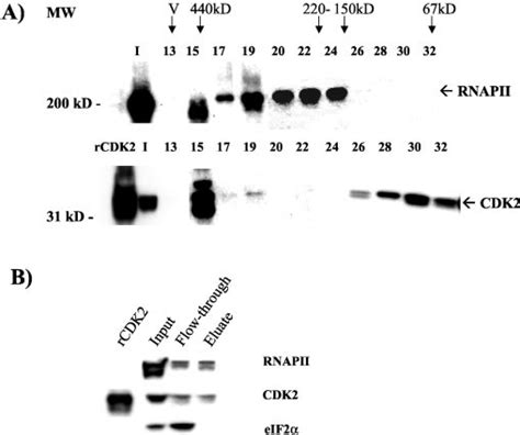 Cdk Associates With Rnapii A Cdk Comigrates With Rnapii In