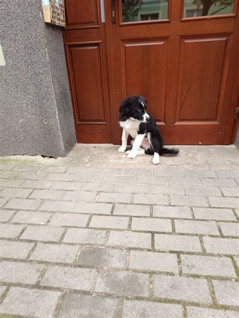 Pi Kny Piesek Border Collie Rodow D Mielec Olx Pl