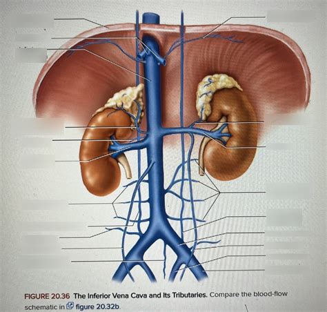 Inferior Vena Cava And Tributaries Diagram Quizlet