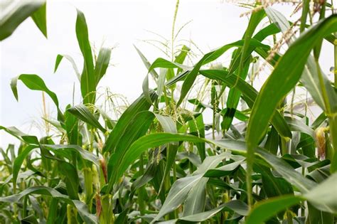 Premium Photo | Corn tree with flower on the corn field