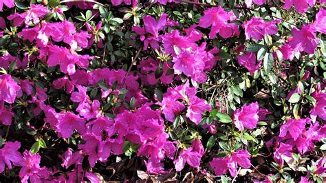 Flowering Azalea Bush Photograph by Dylyce Clarke - Fine Art America