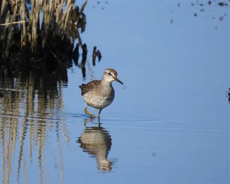 Wood sandpiper - Facts, Diet, Habitat & Pictures on Animalia.bio