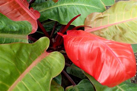 Blushing Philodendron Top Basic Rules For Caring For Plant