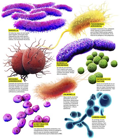 La Biblioteca De Springfield Superbacterias