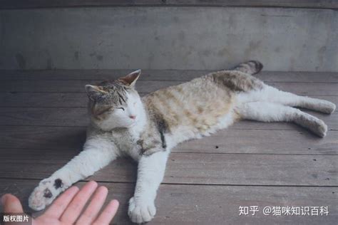 如果你想养猫，最好避开这6种猫，它们都很“记仇” 知乎