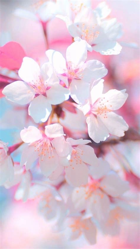 Baby Pink Flower HD Wallpaper - Beautiful Flowers Photography