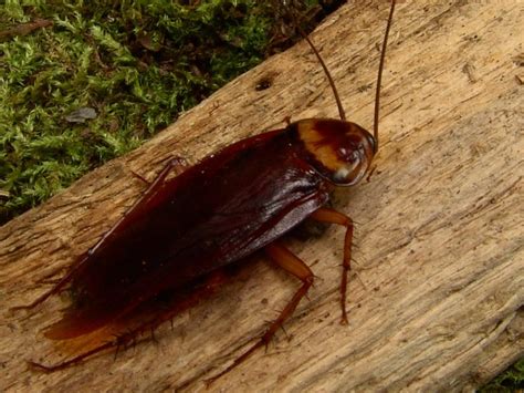 5 Types Of Cockroaches Found In Massachusetts Id Guide Nature Blog