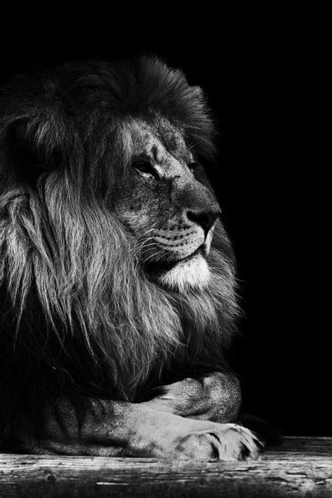 Lion Iphone 5 Wallpaper Black And White