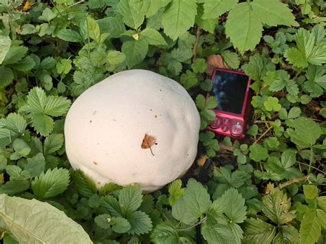 Hiidmuna Lasiosphaera Gigantea Langermannia Gigantea Calvatia