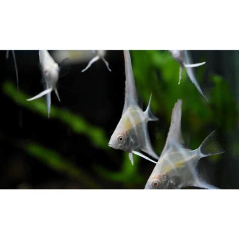 Angelfish Albino Silver Hollywood Fish Farm Online