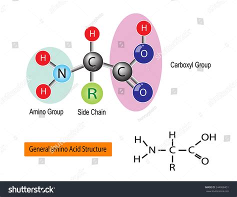 General Structure Amino Acid Vector Stock Vector 244068451 Shutterstock