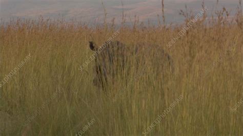 White rhinoceros - Stock Video Clip - K010/8104 - Science Photo Library