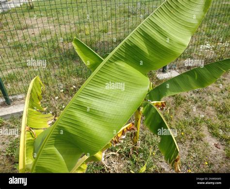 Little Japanese banana tree. Banana leaves. Musa tree Stock Photo - Alamy