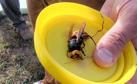 Sex Pheromone Traps May Stop Murder Hornets Spread