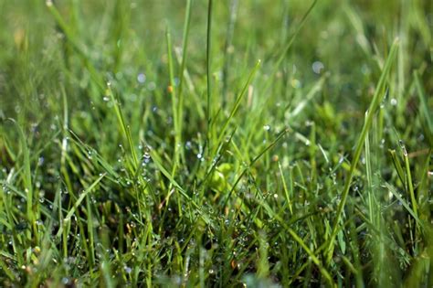 Premium Photo Close Up Of Wet Grass On Field