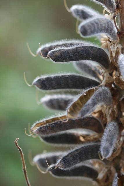 Wild Lupin Seed Pods Seed Pods Seeds Garden Inspiration