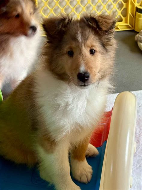 Shetland Sheepdog (Sheltie) Puppies For Sale