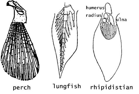 Fins on a Sarcopterygii (Lobe-finned fish).