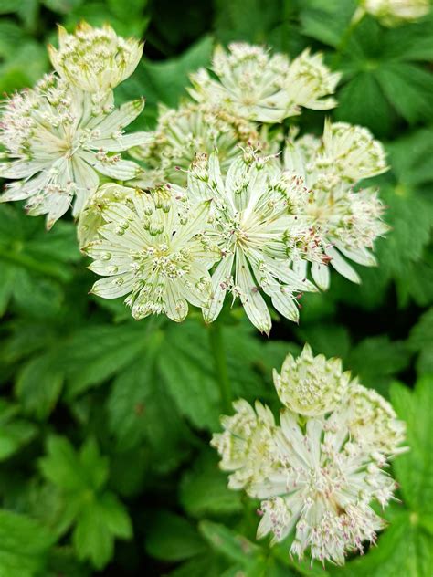 Astrantia Major White Giant — Plants For Design