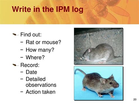 Ppt Rodents Powerpoint Presentation Free Download Id5654611