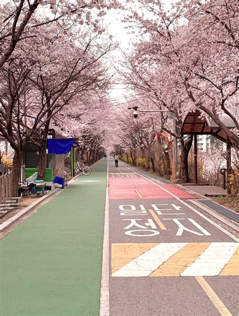 Korean Streets Cherry Blossom Cherry Blossom Pictures Korean Street