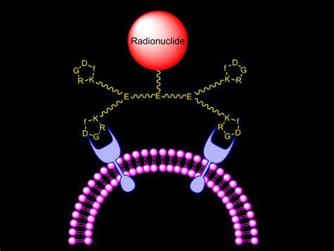 Schematic Illustration Of Interactions Between A Cyclic Rgd Tetramer