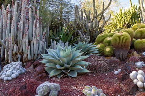 Amazing Desert Cactus Garden With Multiple Types Of Cactus Stock Photo ...