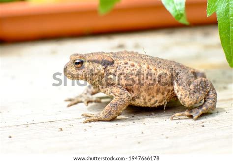 Common Frog Rana Temporaria On Wooden Stock Photo 1947666178 | Shutterstock