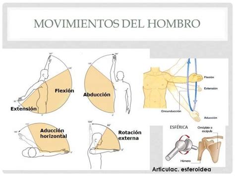 La Articulación del Hombro y sus Movimientos FisioStar