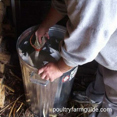 How to Farm and slaughter Factory Turkey: A Step by Step Guide ...