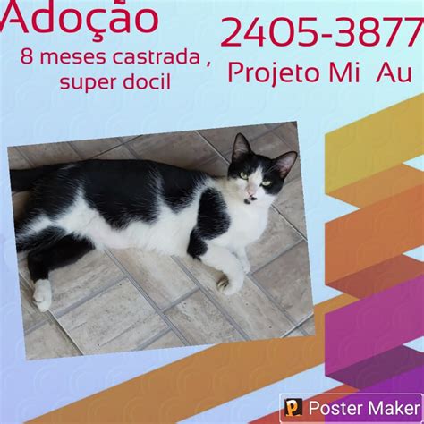 Adote Um Gatinho Ong Projeto Miau