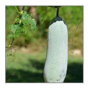 Winter Melon Seeds – Australian Gardener