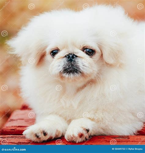 White Pekingese Pekinese Peke Whelp Puppy Dog Stock Photo Image Of