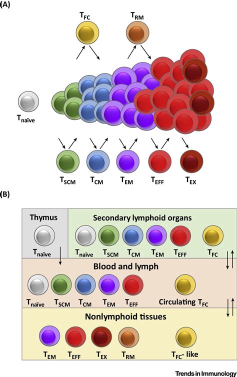 A Portrait Of Cxcr5 Follicular Cytotoxic Cd8 T Cells Trends In Immunology